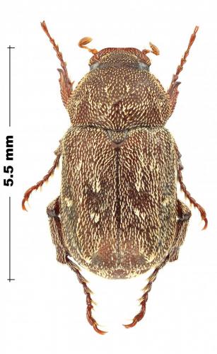 Melolonthinae